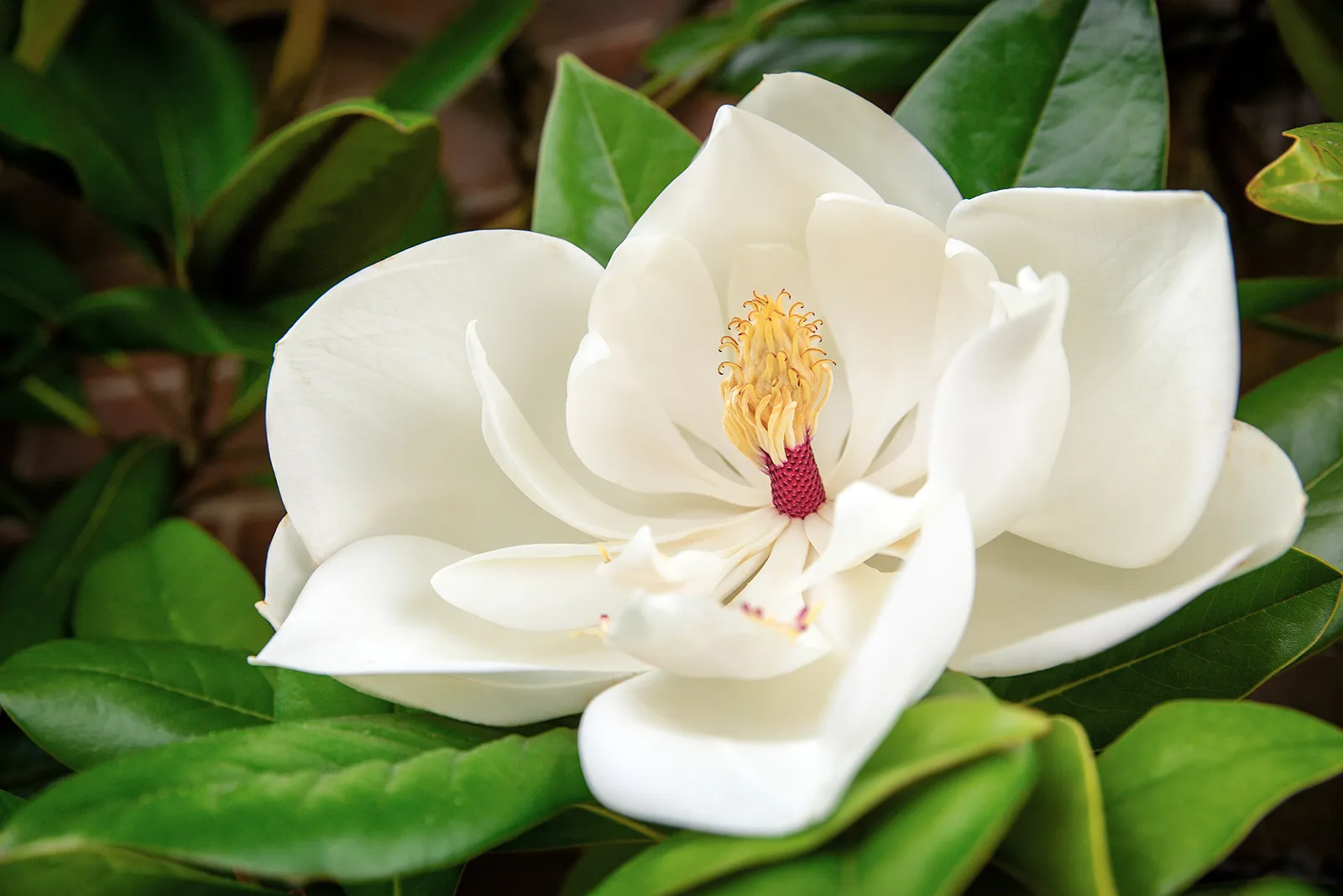 A Southern magnolia in full bloom.